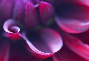 Macro of purple flower petals