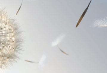 Dandelion puffs being blown away