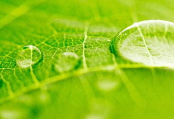 water drops on leaf