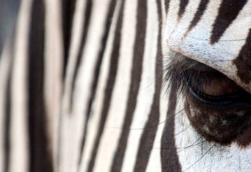 Close up of a zebra's eye