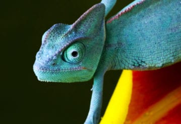 A blue chameleon.