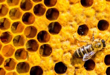 Honeycomb with a bee