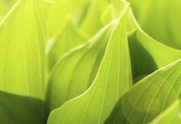 Close up of green leaves