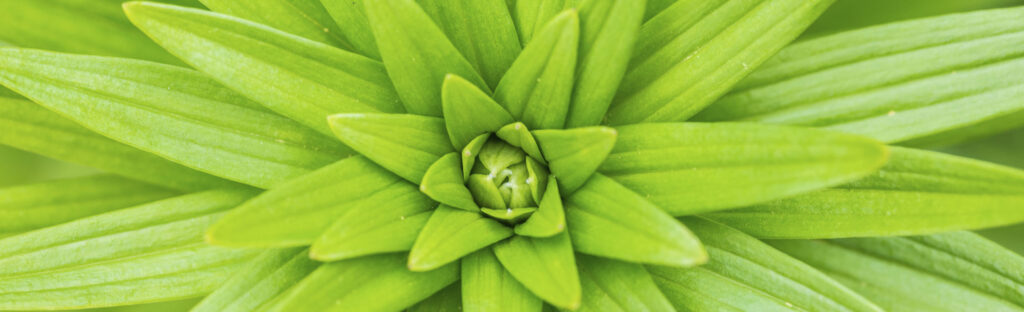 Close up of a plant