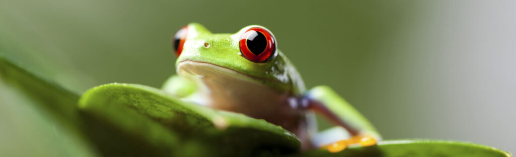 Red eyed tree frog on a leaf