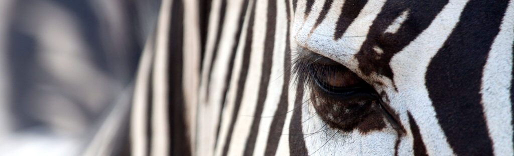 Close up of a zebra's eye