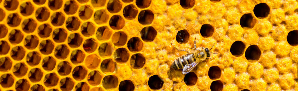 Honeycomb with a bee