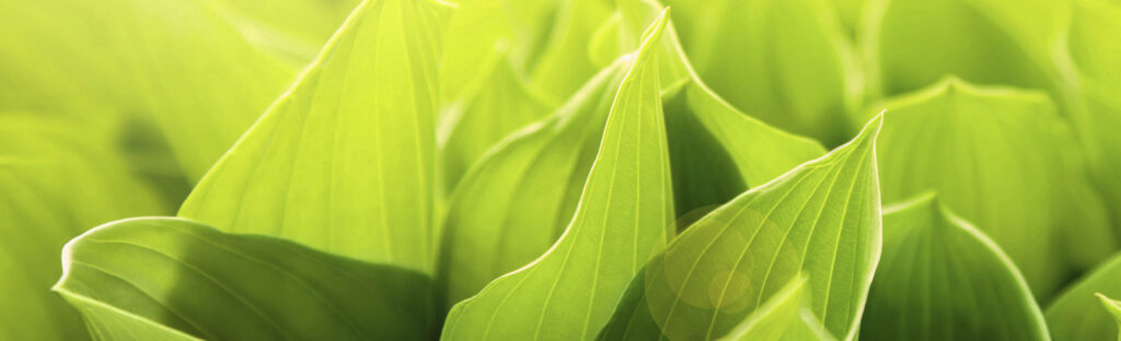 Close up of green leaves