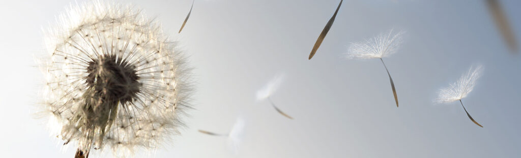 Dandelion puffs being blown away