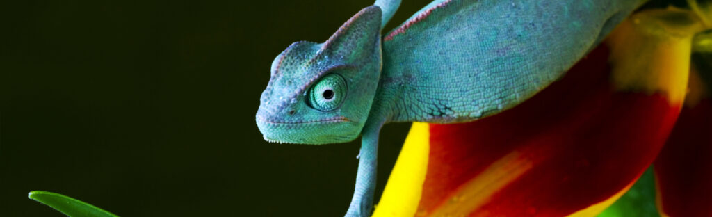 A blue chameleon.