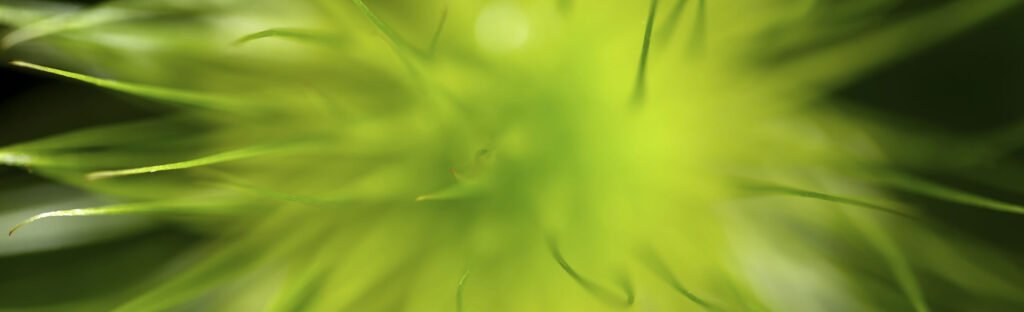 Abstract close up of a plant