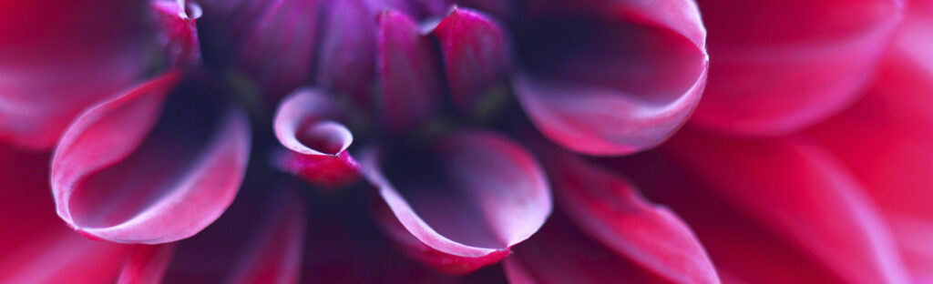 Macro of purple flower petals