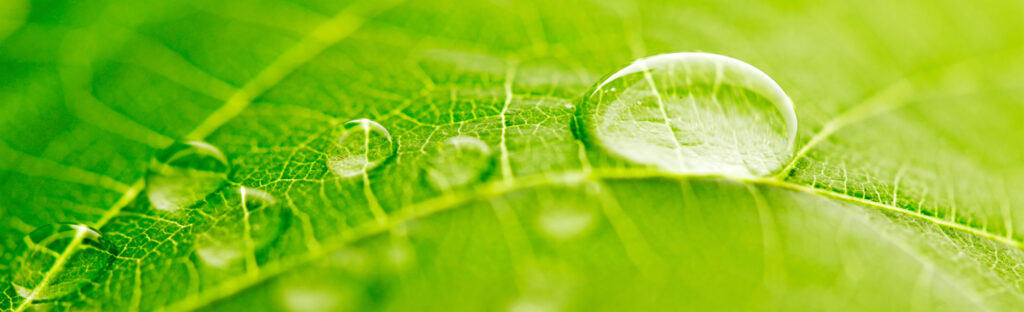 water drops on leaf