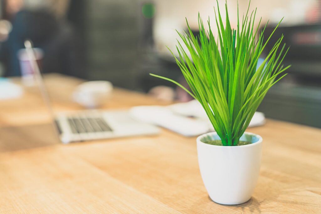 A green potted plant near a laptop on a wooden table